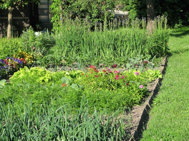 Garden beds with different plants
